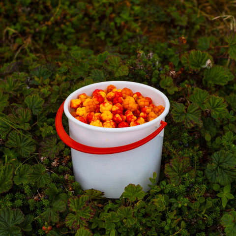 Wild Cloudberry Powder Freeze-dried 3.5 Ounce Bag