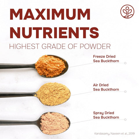 Organic Sea Buckthorn Powder Freeze-Dried 5 Ounce Bag