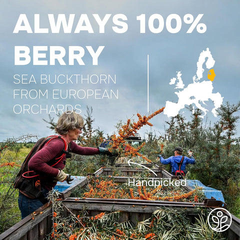 Organic Sea Buckthorn Powder Freeze-Dried 5 Ounce Bag