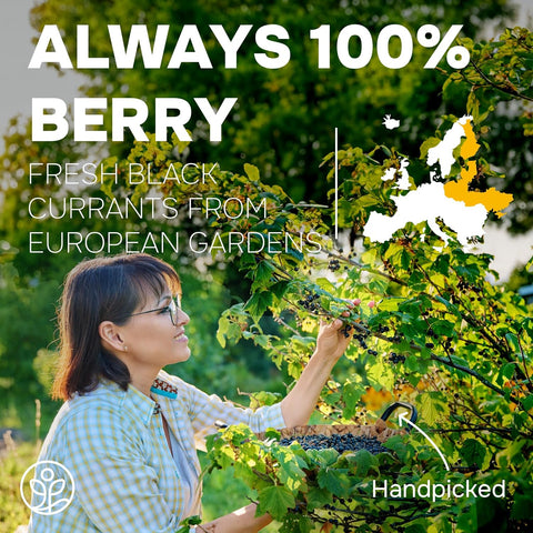 Freeze-dried Organic Black Currant Powder 5 Ounce Bag