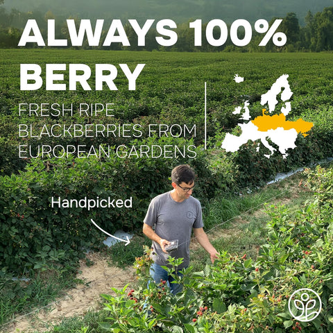 Organic Blackberries Freeze-Dried 3.2 Ounce Bag - USDA Certified