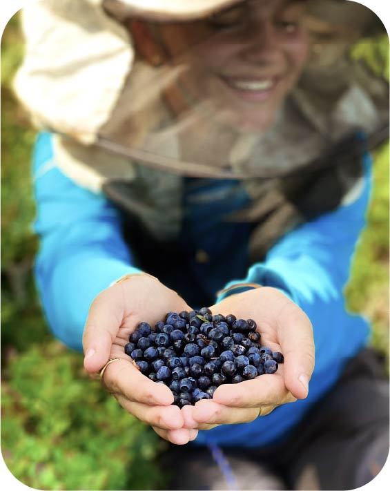 Harvesting blueberries